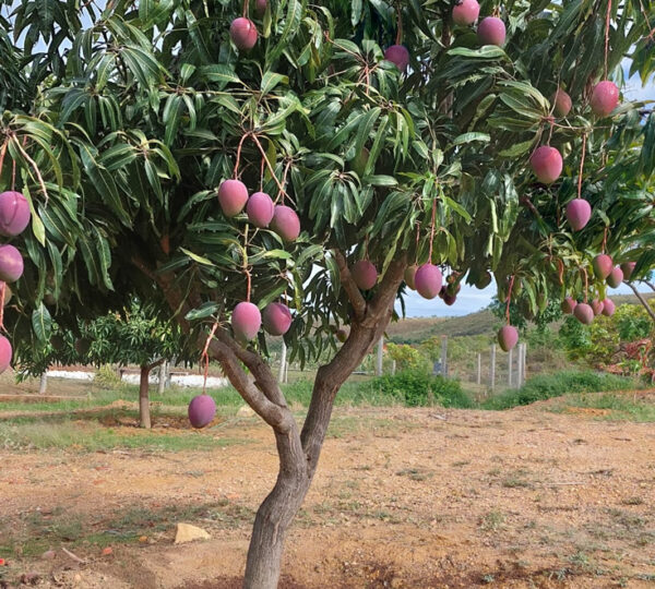 Serra dos Orgânicos