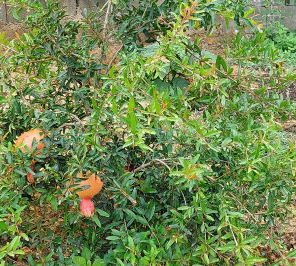 Serra dos Orgânicos